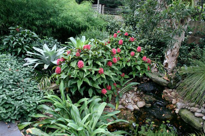 Balgowlah Heights Water Garden